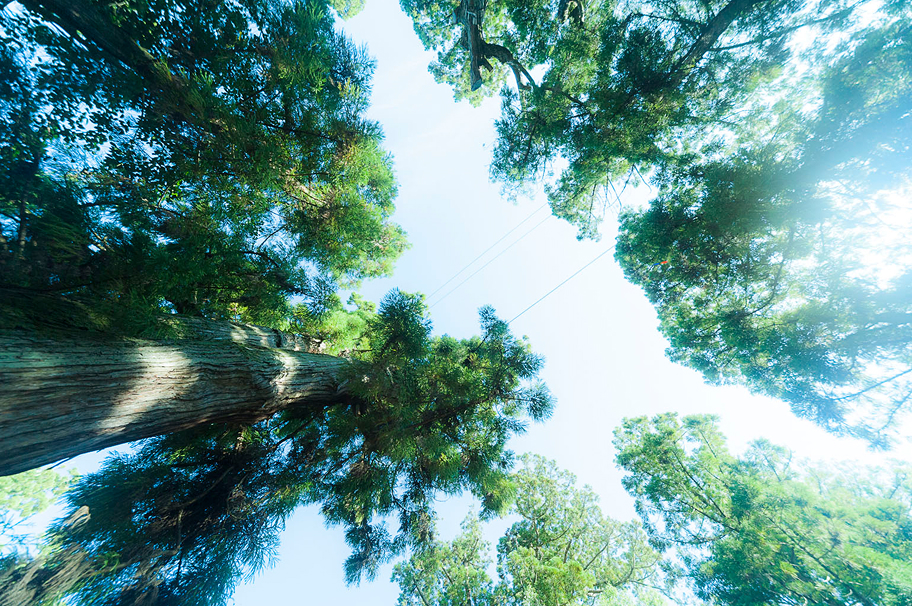 清酒のはじまりは、奈良県